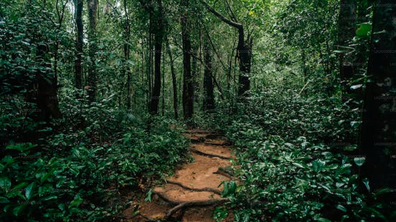 Visita guidata alla riserva forestale di Sinharaja con biglietto d'ingresso incluso.