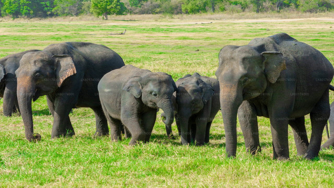 Minneriya National Park Safari from Kitulgala