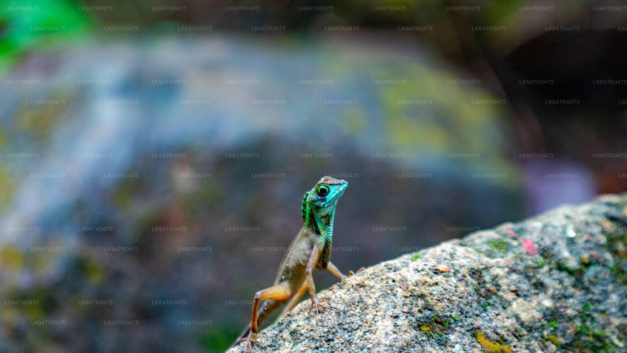 Birdwatching dalla foresta pluviale di Sinharaja