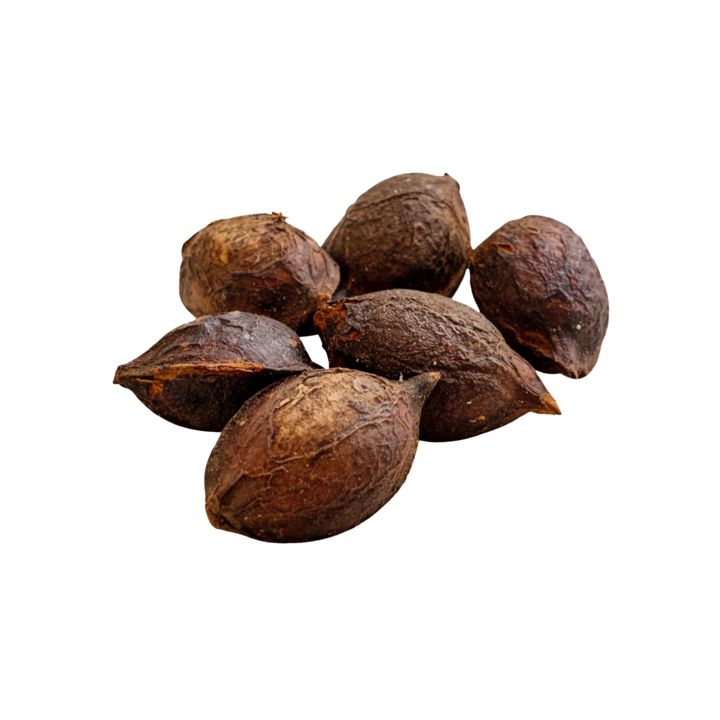 Lakpura® Terminalia Catappa (Kottamba) Seme Intero