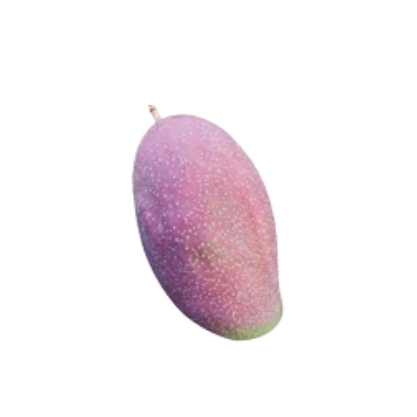Lakpura® Thai Purple Mango Grafted Plant
