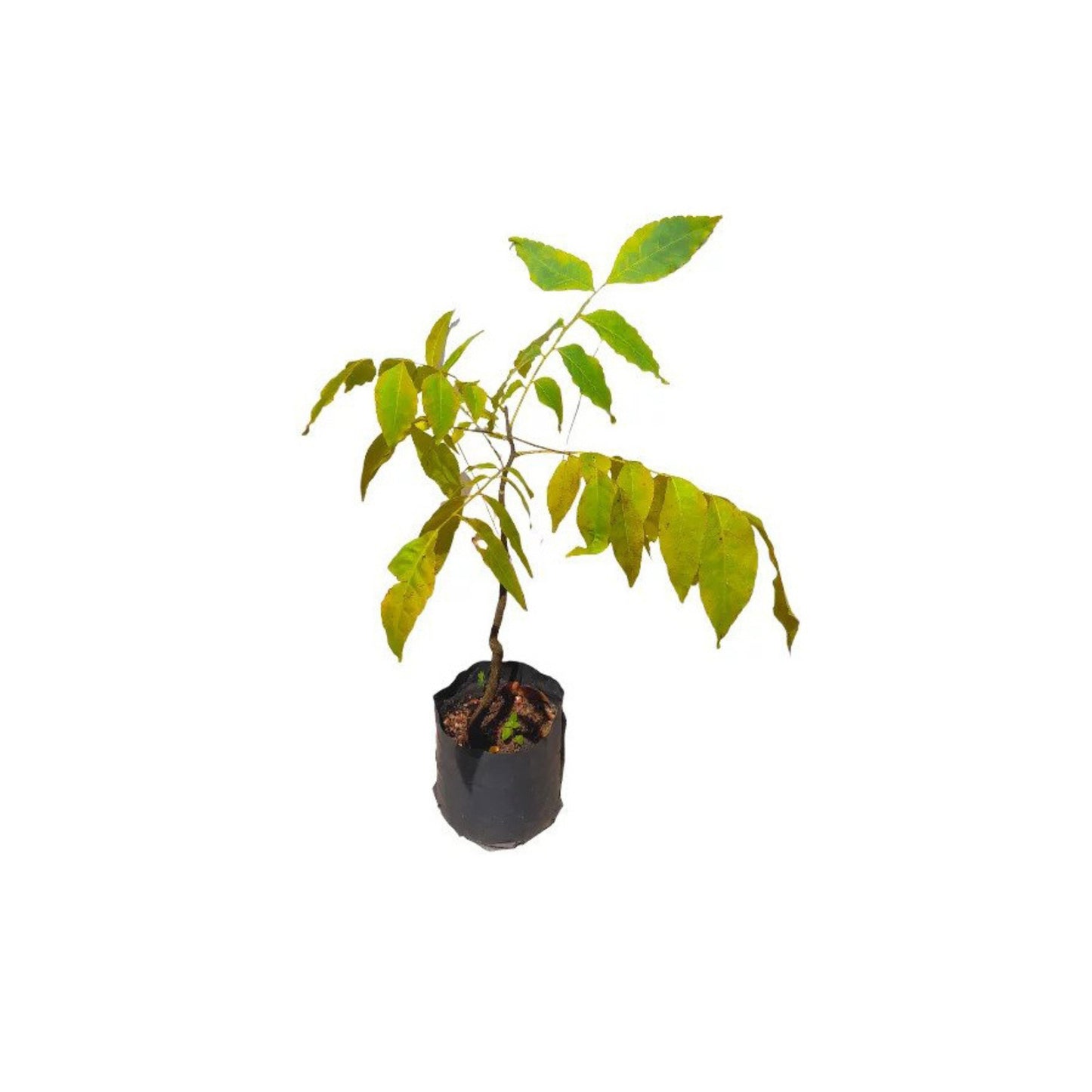 Lakpura® Wedapana Plant