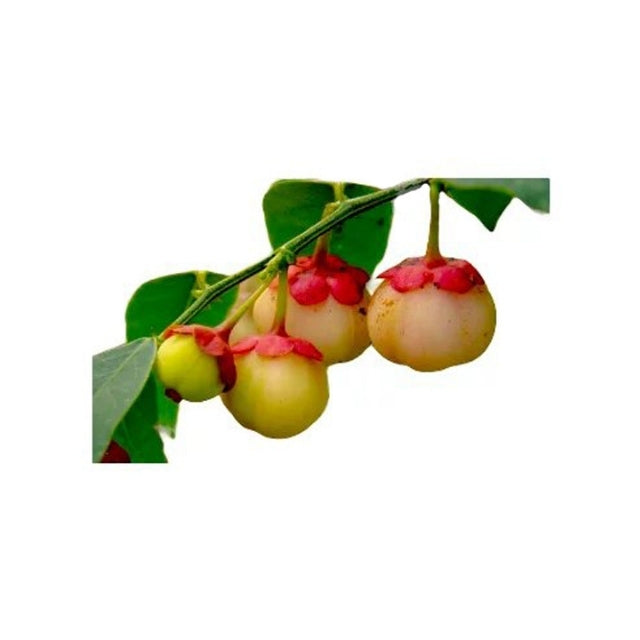 Lakpura Japan Batu Plant