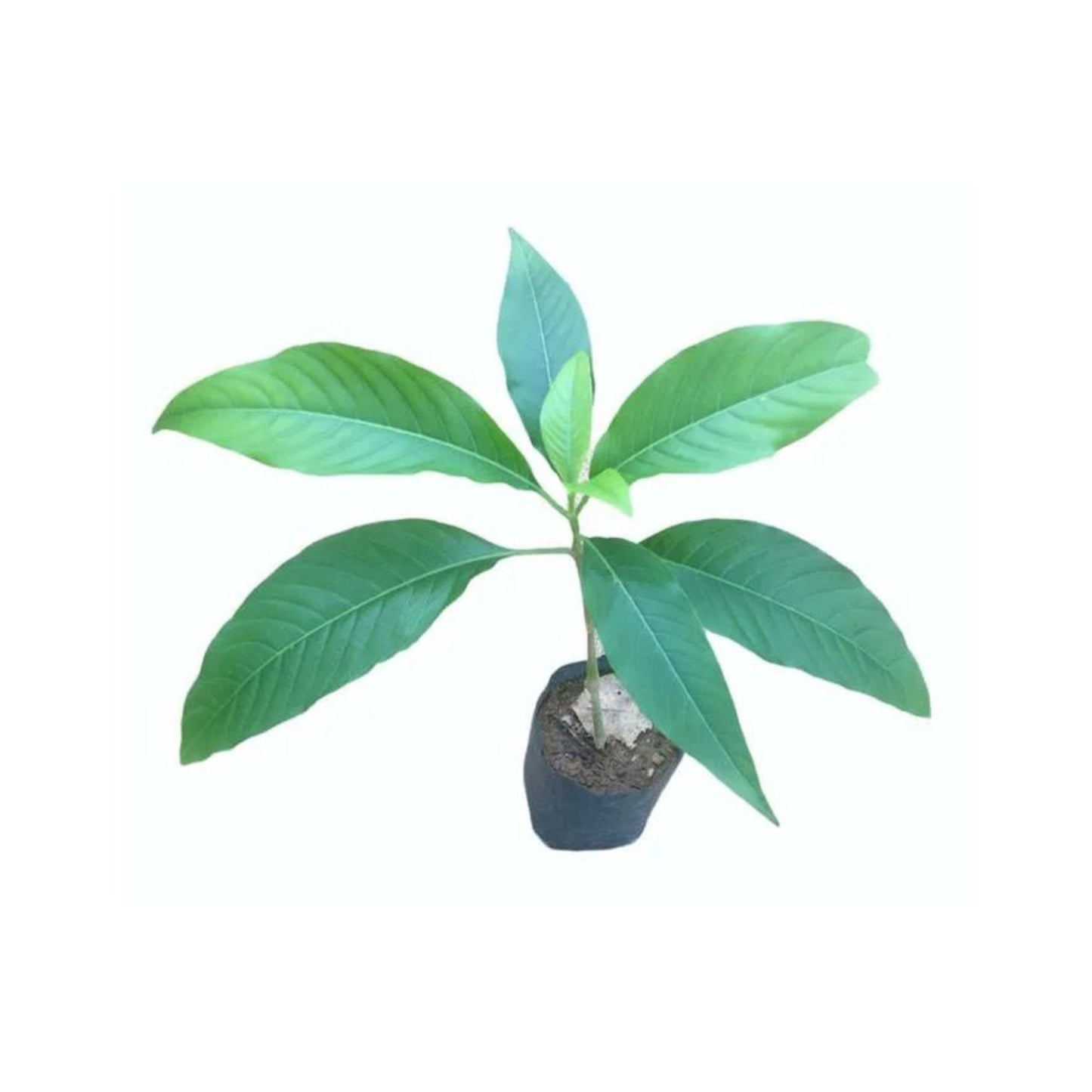Lakpura® Pawatta (Adathoda) Plants