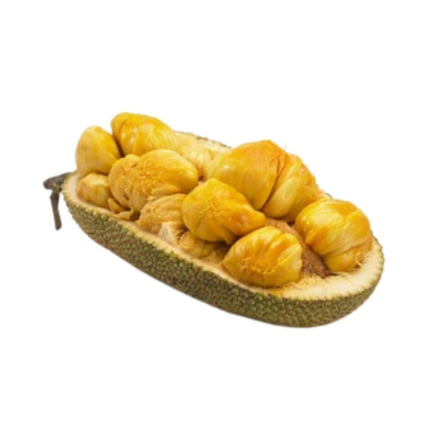 Lakpura Duriyan - Jackfruit Grafted Plant