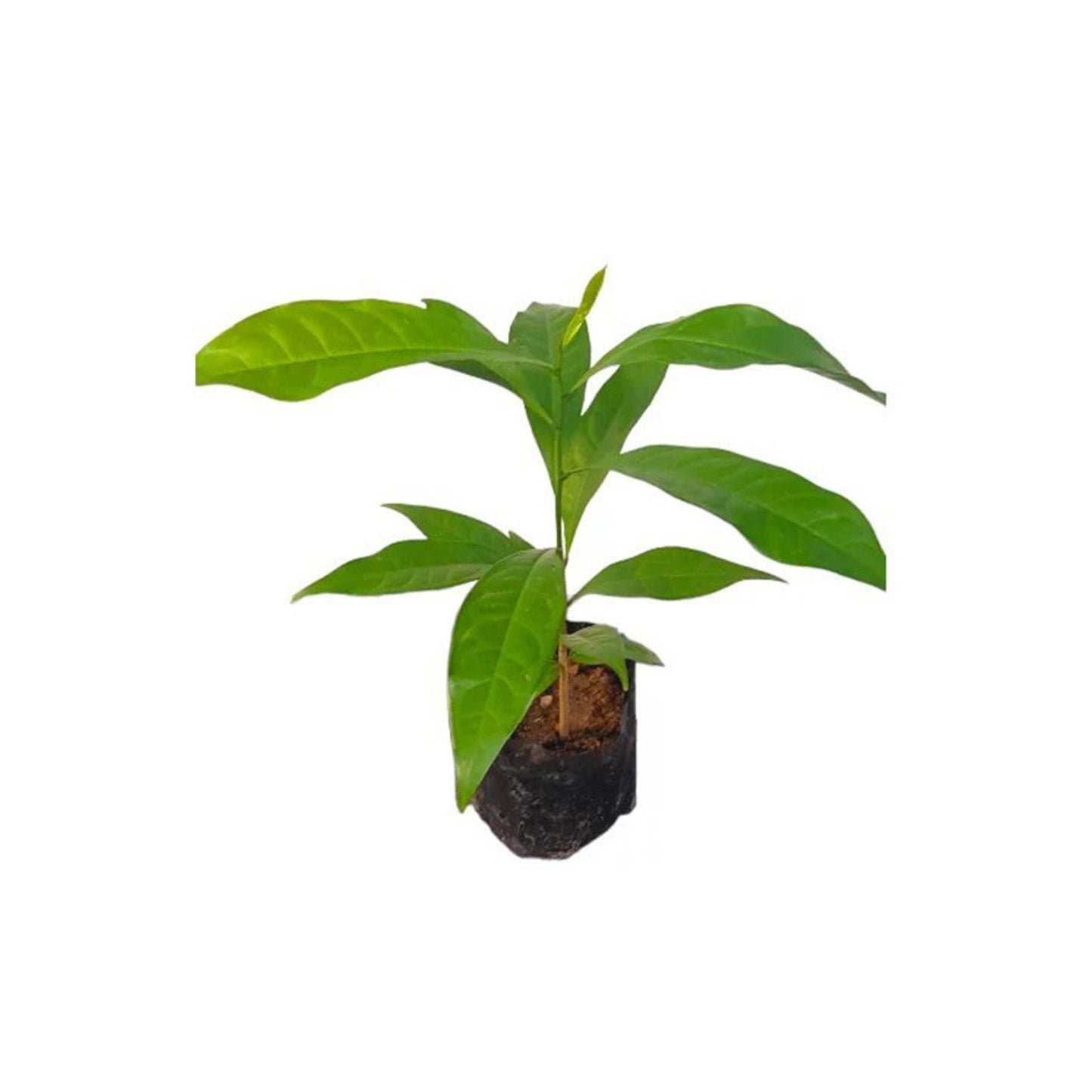 Lakpura® Madanakama Plant