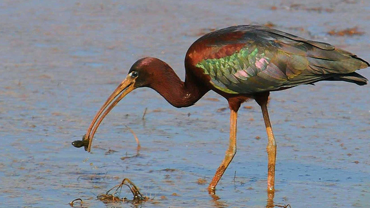 Birdwatching Boat Tour in Urani Lagoon
