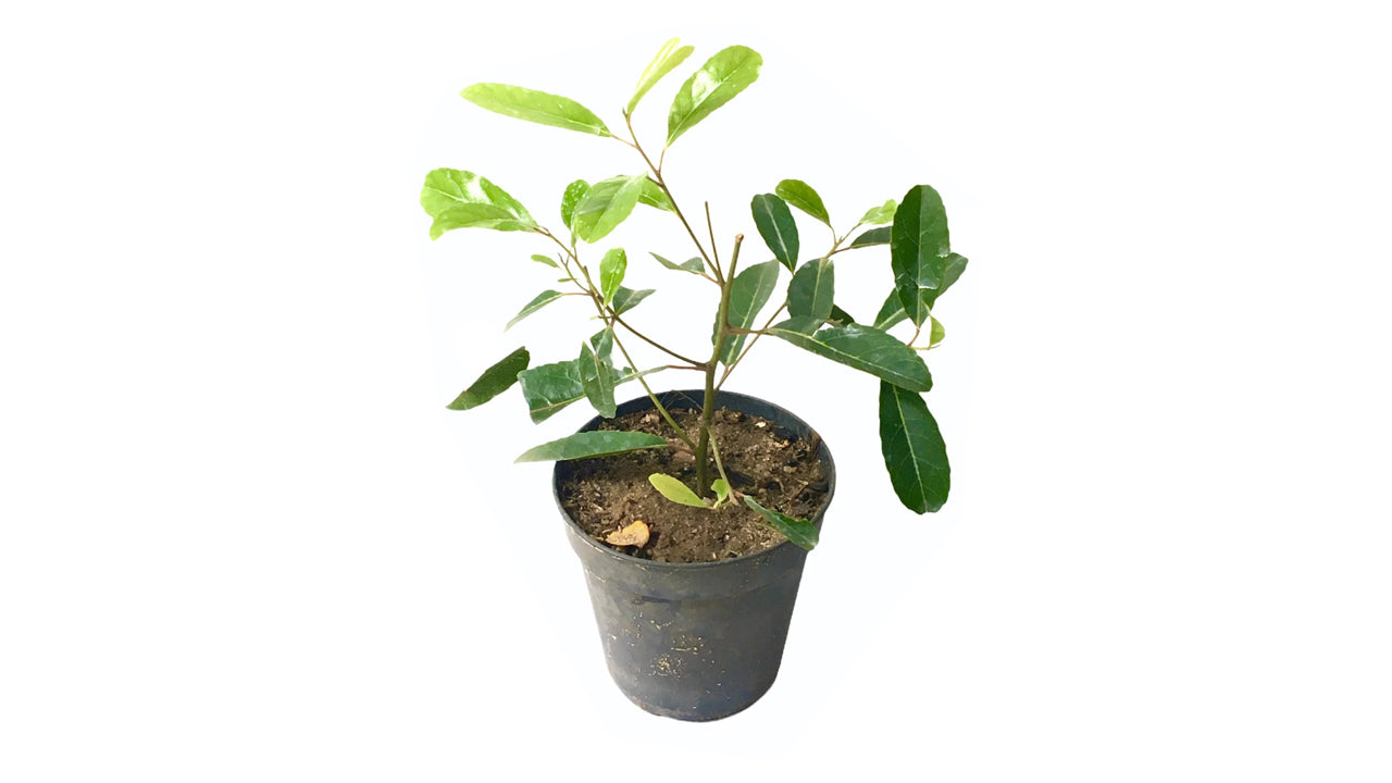 Lakpura Olive Veralu Layered Plant