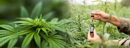 Thriloka Wijaya Pathra