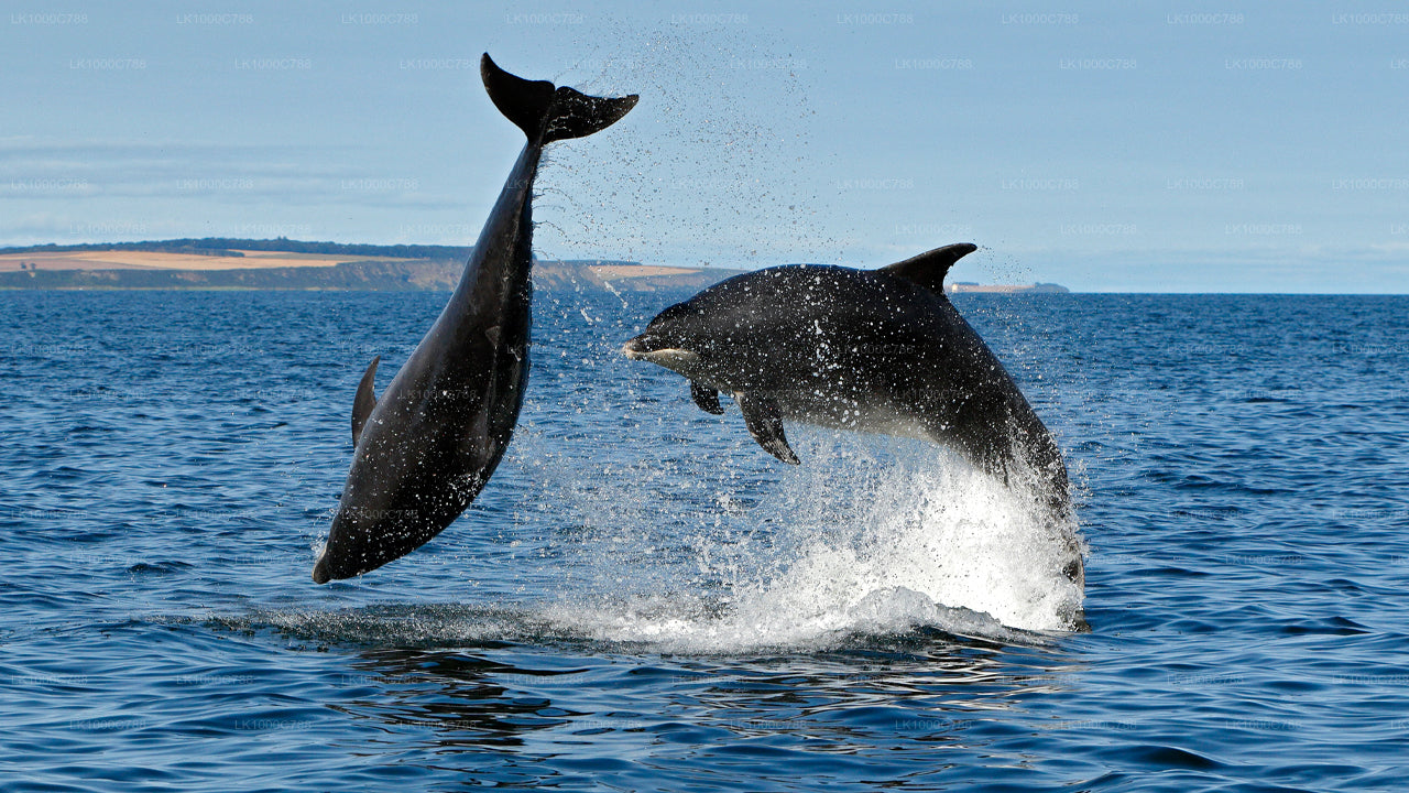 Dolphin Watching, Snorkeling, and Fishing Combined Tour at Trincomalee