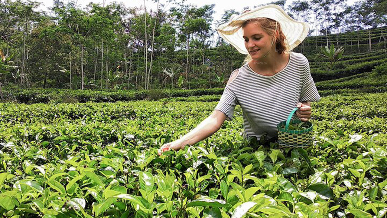 Misty Mountain Trails from Hikkaduwa (2 Days)