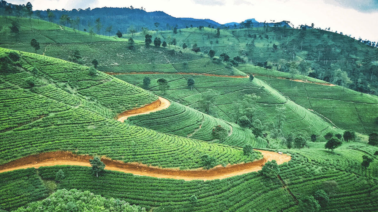 I punti salienti dello Sri Lanka in treno (12)