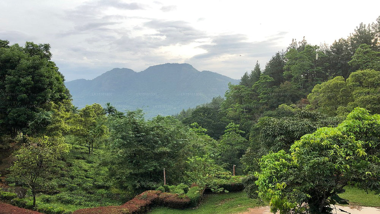 Forest Edge, Kithulgala