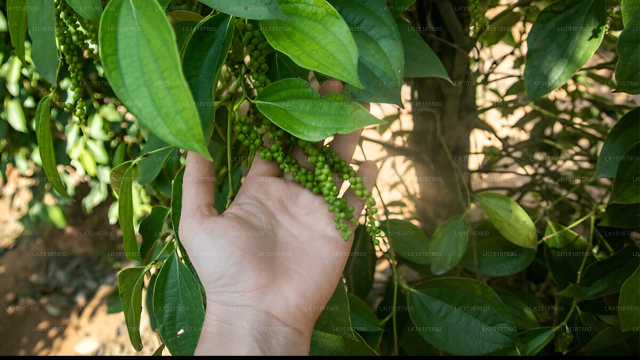 Paramount 200 Spice Garden, Matale