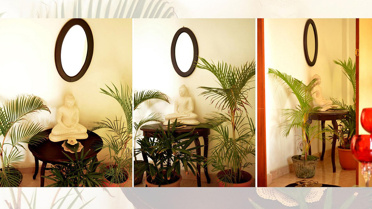 Frangipani,  Dehiwala