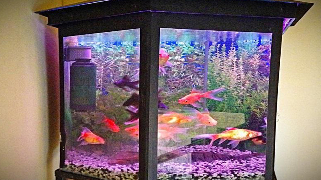 Frangipani,  Dehiwala