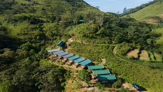 Wild Glamping Knuckles