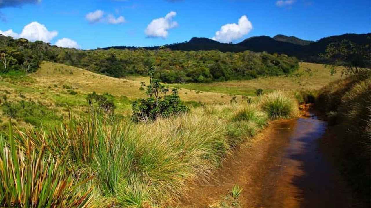 Visita guidata del Parco Nazionale di Horton Plains con biglietti d'ingresso inclusi.