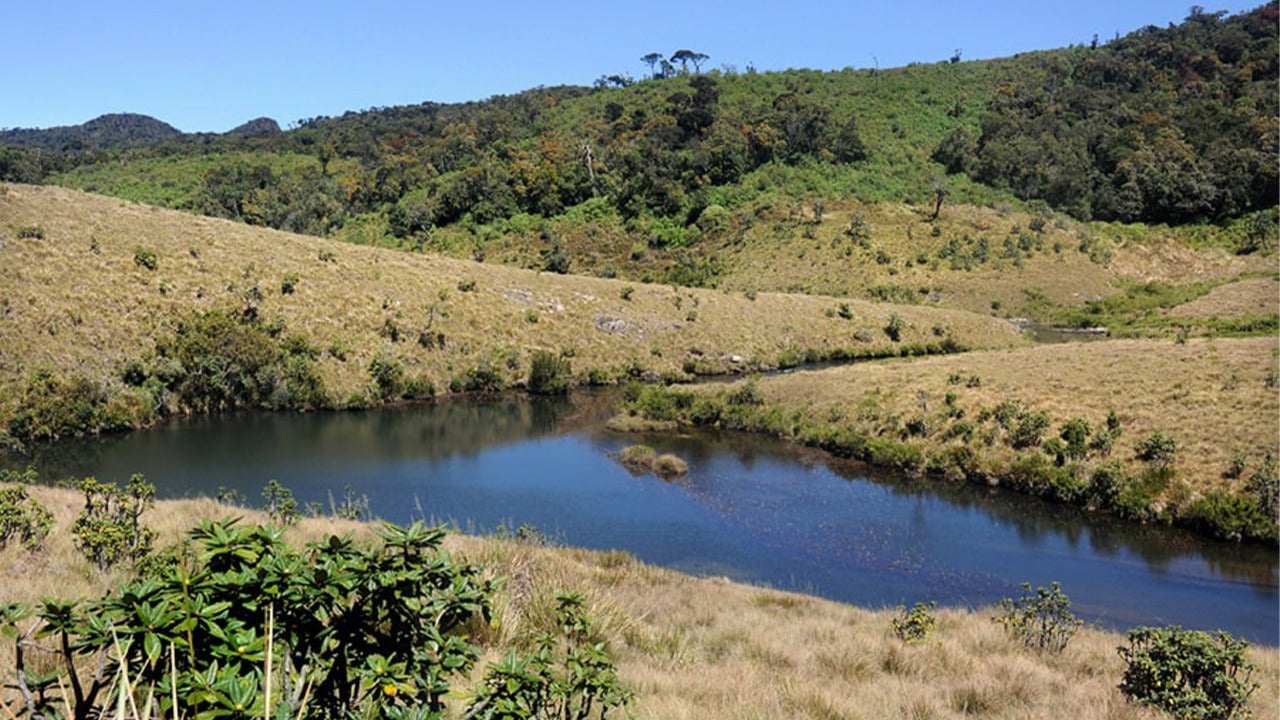 Visita guidata del Parco Nazionale di Horton Plains con biglietti d'ingresso inclusi.