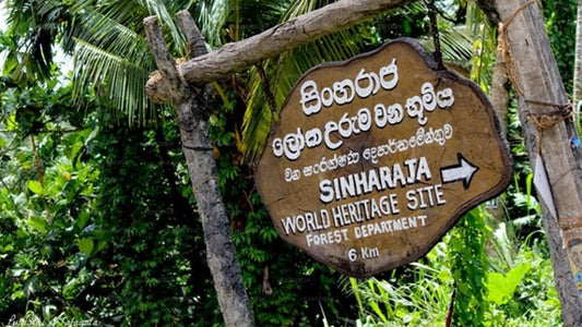 Visita guidata alla riserva forestale di Sinharaja con biglietto d'ingresso incluso.