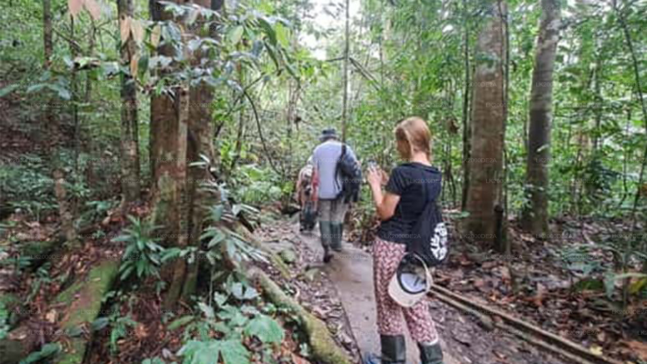 Visita guidata alla riserva forestale di Sinharaja con biglietto d'ingresso incluso.