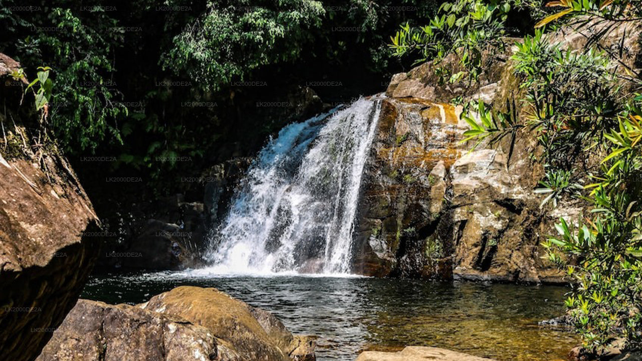 Visita guidata alla riserva forestale di Sinharaja con biglietto d'ingresso incluso.