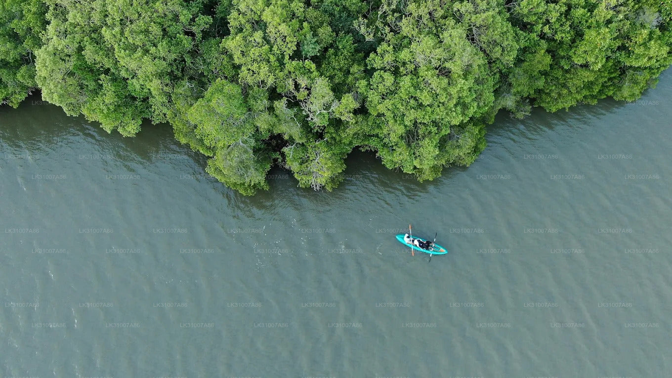 Tour in kayak nella laguna da Negombo