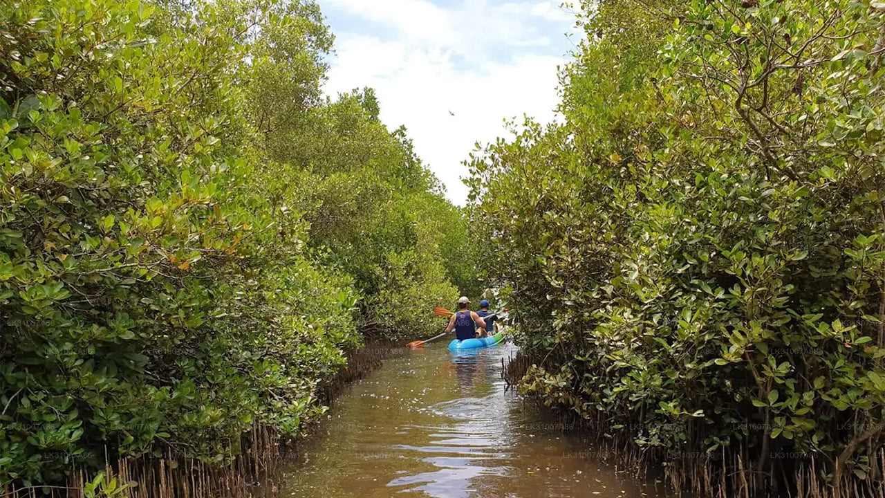 Tour in kayak nella laguna da Negombo