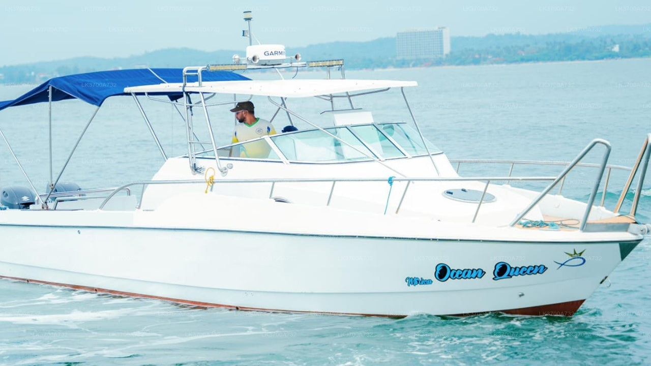 Private Whale Watching Tour by Luxury Speedboat from Mirissa