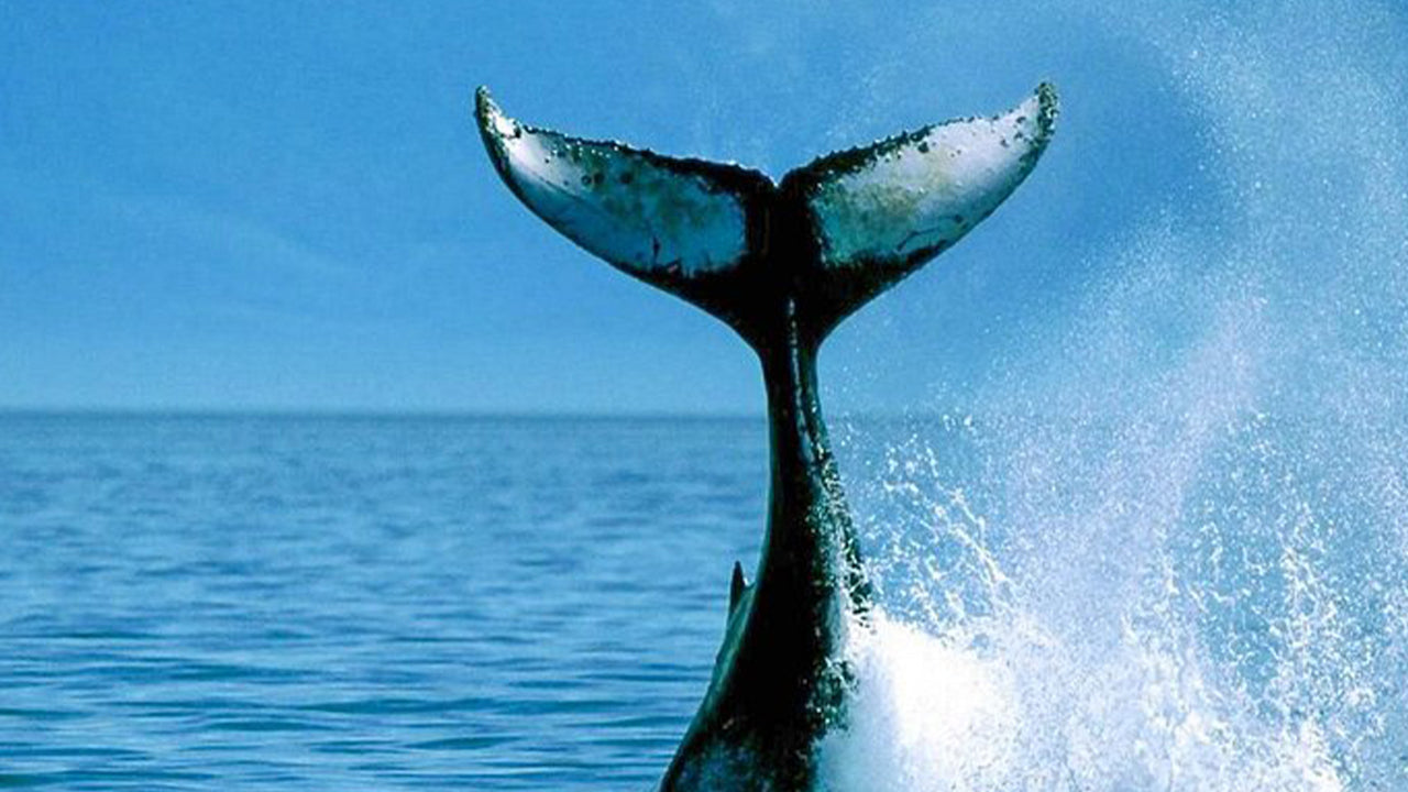 Private Whale Watching Tour by Luxury Speedboat from Mirissa