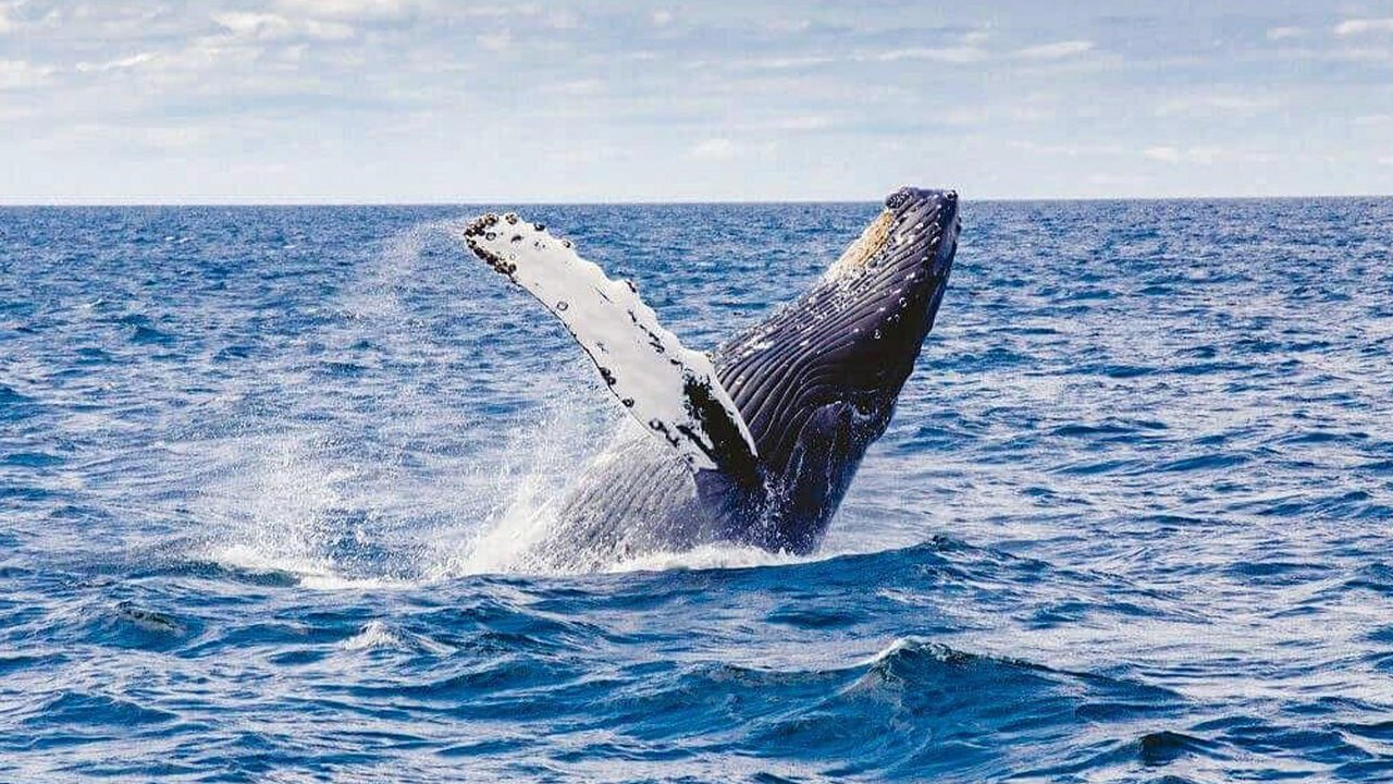 Private Whale Watching Tour by Luxury Speedboat from Mirissa