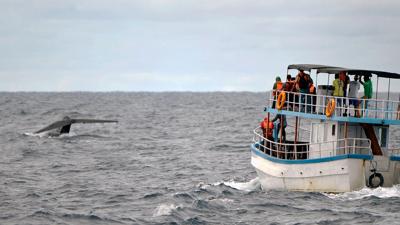Whale Watching from Dikwella on Shared Boat