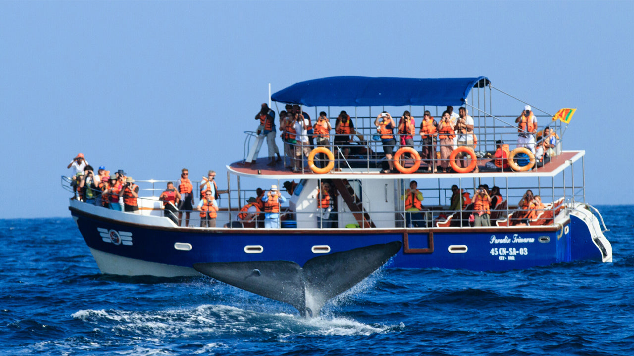 Whale Watching from Galle on Shared Boat