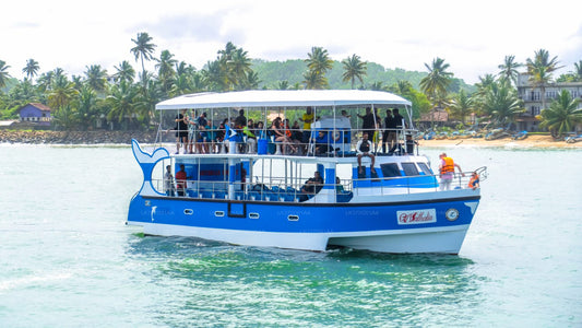 Whale Watching from Ahungalla on Shared Boat