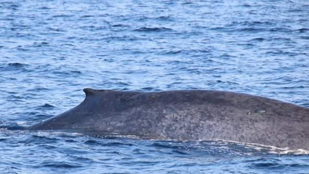 Whale Watching from Ahungalla on Shared Boat