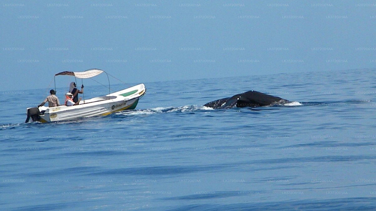 Whale Watching from Trincomalee on Private Boat