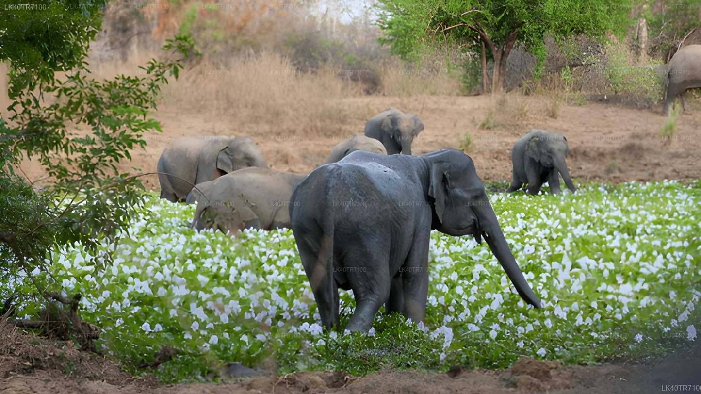 Polonnaruwa and Wasgamuwa Wildlife Safari from Pasikuda