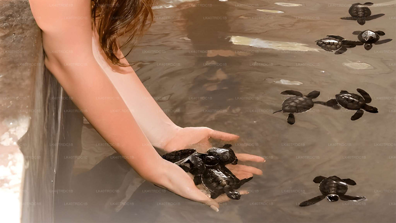 Private Transfer from Negombo to Hiriketiya with Sightseeing Stops