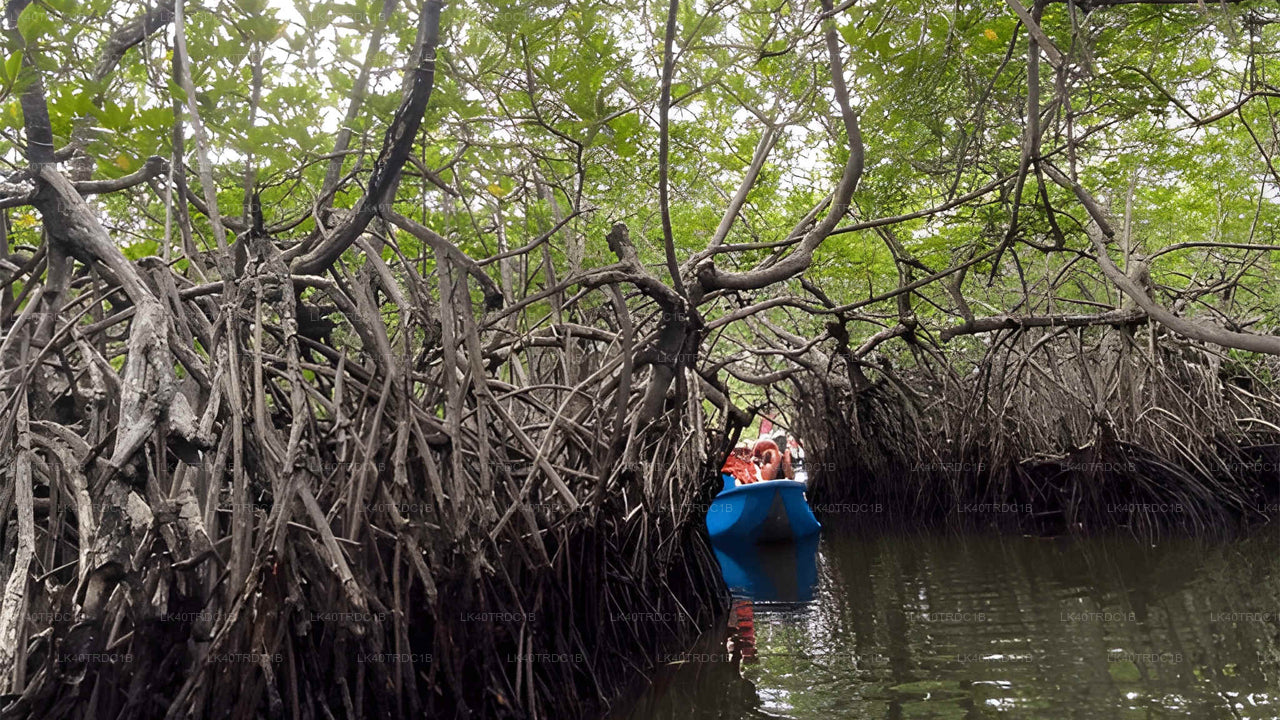 Private Transfer from Negombo to Hiriketiya with Sightseeing Stops