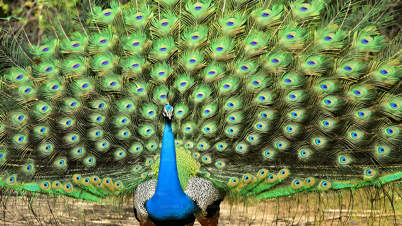 Private Tour from Sigiriya to Kandy with Wasgamuwa Safari