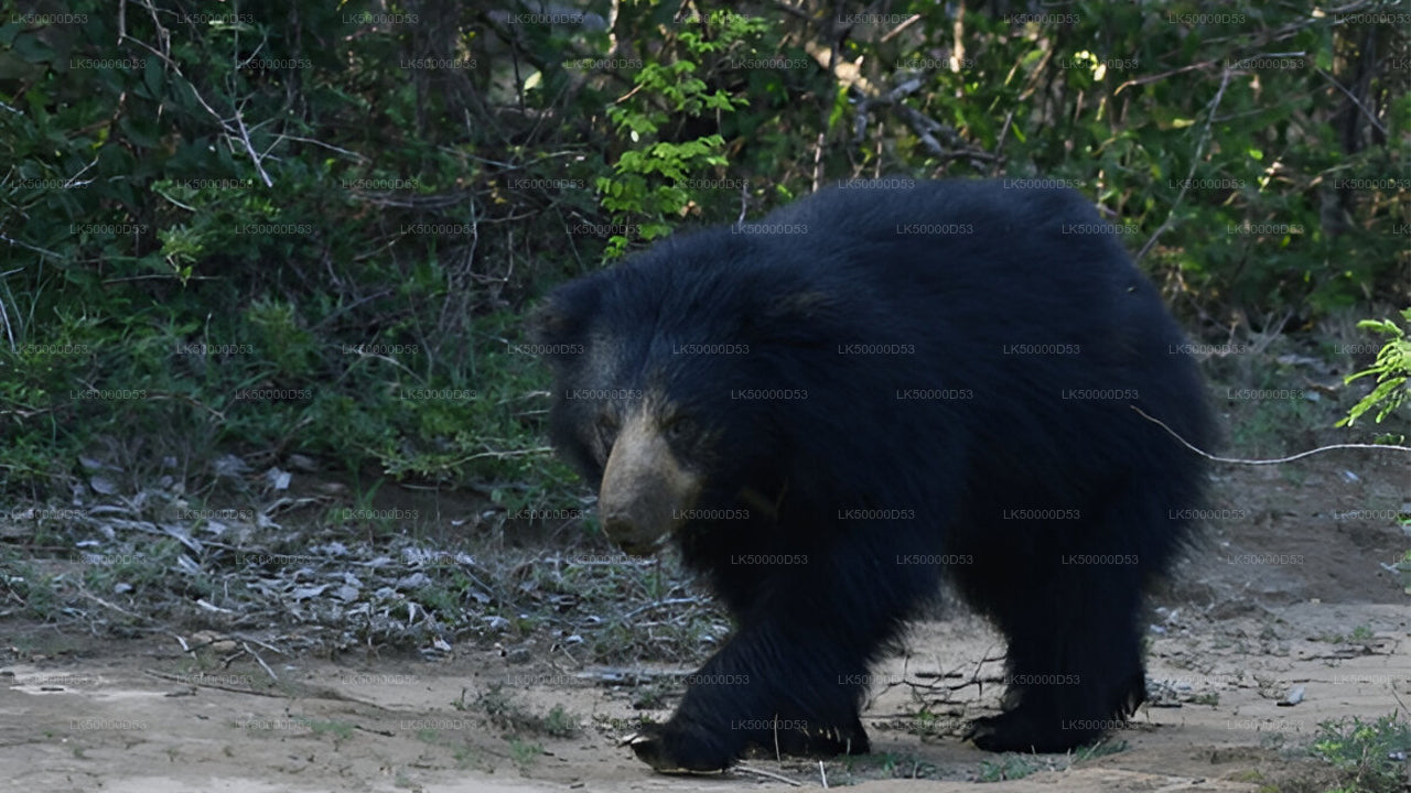 Private Tour from Hiriketiya to Ella with Yala Safari