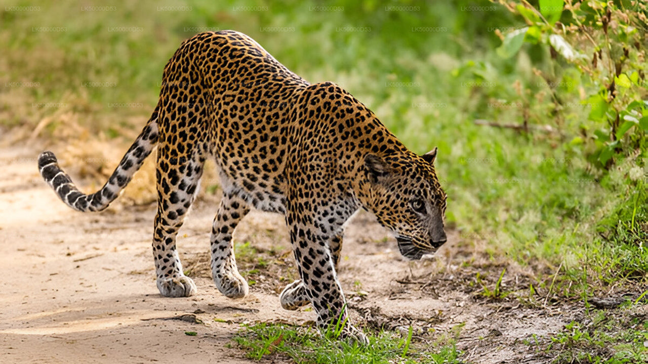 Private Tour from Hiriketiya to Ella with Yala Safari