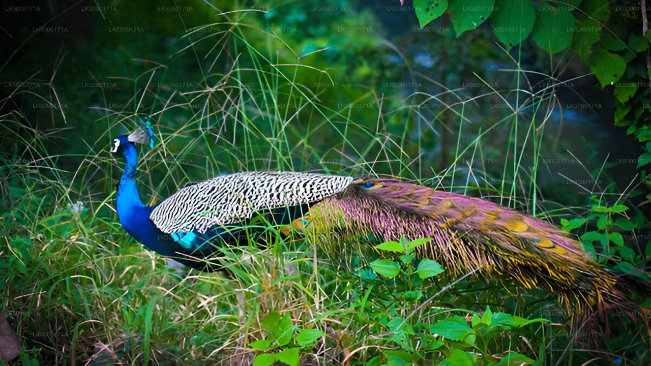 Udawalawe National Park Private Safari