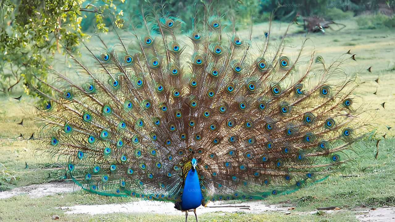 Private Tour from Ella to Weligama with Udawalawe Safari