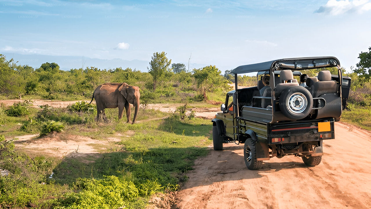 Private Tour from Ella to Weligama with Udawalawe Safari