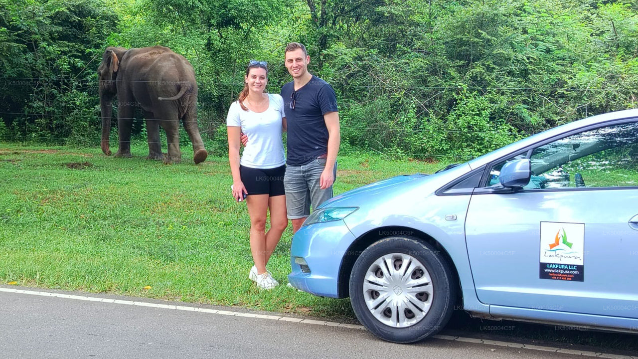 Private Tour from Ella to Weligama with Udawalawe Safari