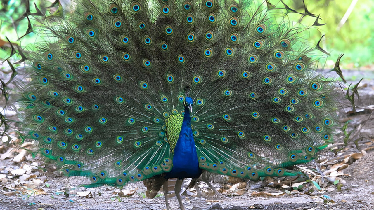 Private Tour from Hiriketiya to Ella with Udawalawe Safari