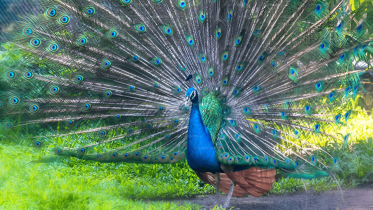 Private Tour from Hiriketiya to Ella with Udawalawe Safari