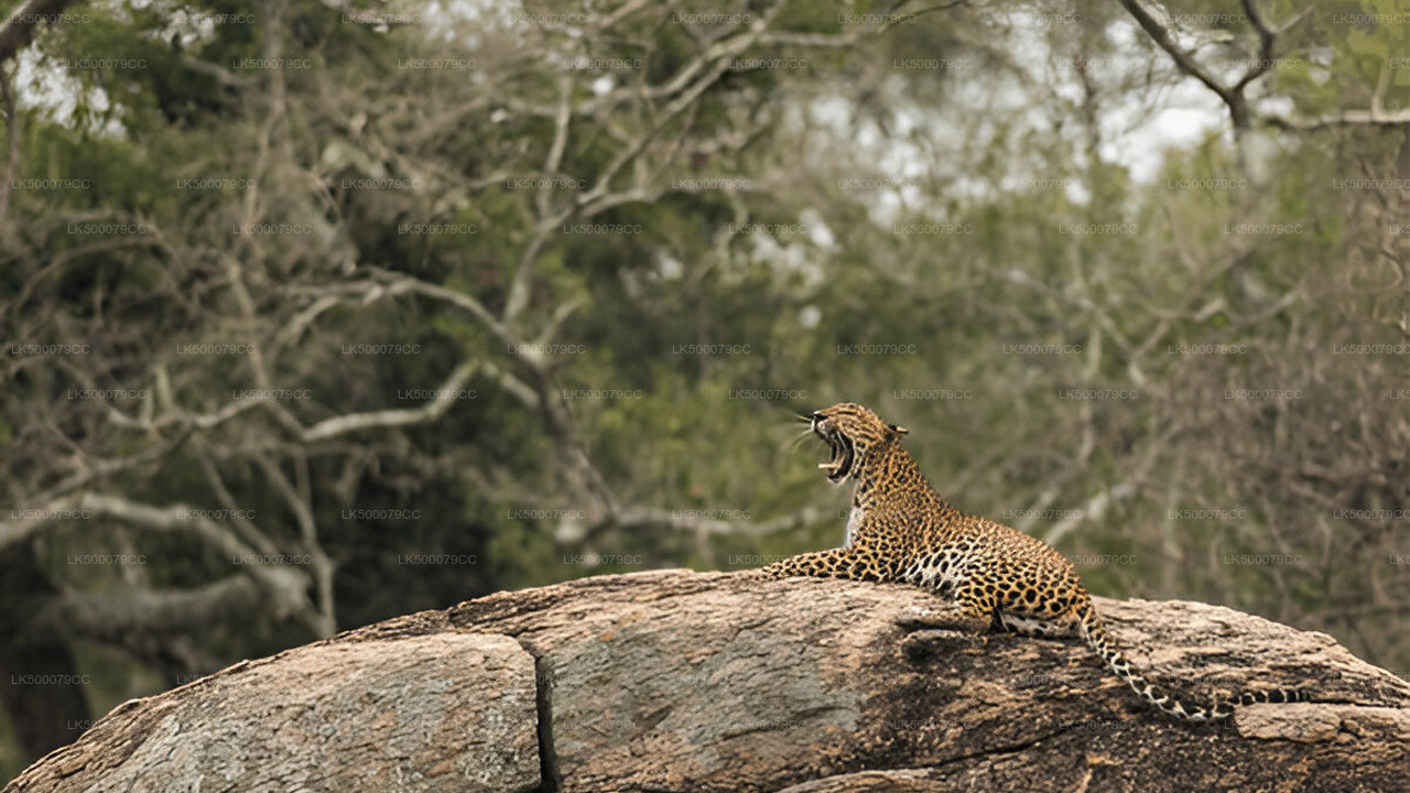 Private Tour from Ella to Tangalle with Yala Safari