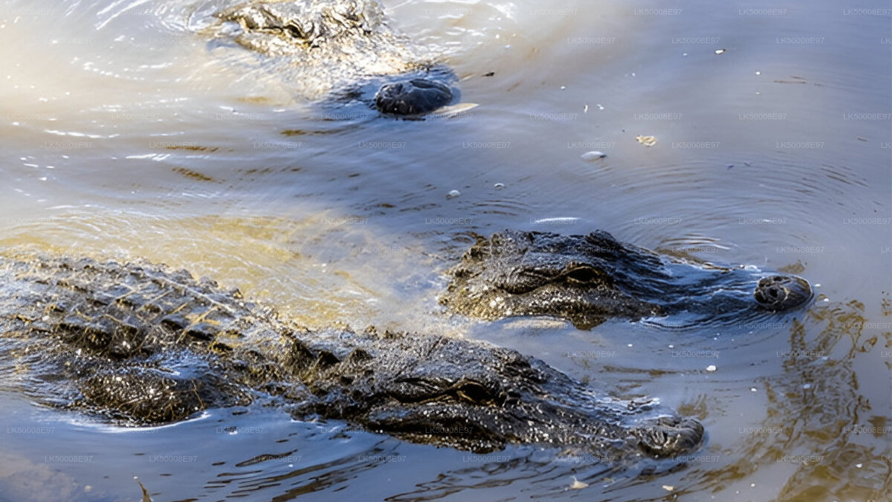 Private Tour from Weligama to Ella with Udawalawe Safari